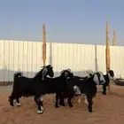 تيوس مخاصي شحم