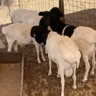 برابر مرابي
