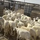 طليان أضاحي