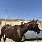 فرس انقليزيه للبيع معها أوراق