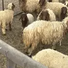 لبيع