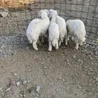 طليان جذعان كفوا تم البيع