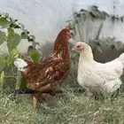 دجاج لهمان العدد دجاجتين مبشرات