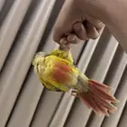 كنيور أناناس