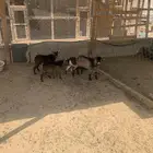 للبيع أربع تيوس قدامي