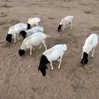 برابر مرابي