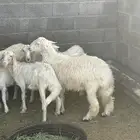 خروف كفوو جدا