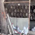 دجاج فيومي المنيوم