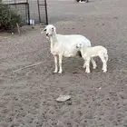 حريه والد روم معها رخل الموقع الحناكيه