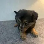 جراء جيرمن شيبرد فخمة جد ا للبيع   ذكور وإناث بصحة ممتازة