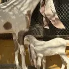 للبيع ماعز هولندية صنف وجرم معها حفرة على السوم