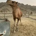 جمل فحل احمر