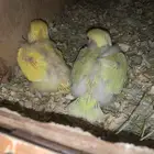 فروخ روز