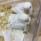 عصفور روز صحته