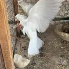 حمام هاي فلر