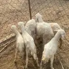 للبيع اثنين فران واربع رخيل