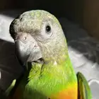 ببغاء سنغالي