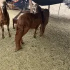 للبيع سواكن حمري