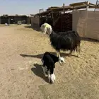 شاه نجديه