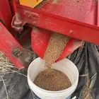 بر وشعير بلدي وعضوي انتاج جديد