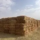 ذرة جيزانية حصاد السنه