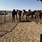 حشو قصب شتويات لبانيات