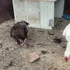 دجاج باكستاني