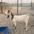 معزه للبيع
