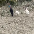 دجاج رومي