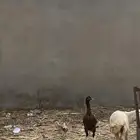 ديكه باكستانيه للبيع ماشاءالله