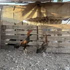 دجاج باكستاني