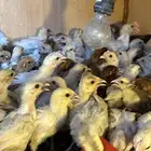 فيومي قولد مع ذهبي ماشاءالله صحه ونظافه الموقع الأحساء