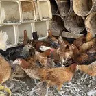 دجاج بلدي شرط صحه