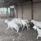 طليان