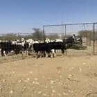 رخال نجد طيبه