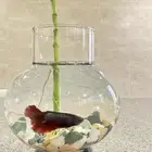 سمك فايتر
