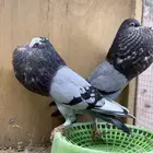 نفاخ سنب ستيجر