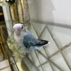 طير روز