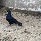 حمام قطيفي