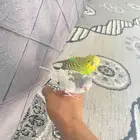 بيع عصافير اثنين إذكور اليف