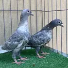 زواجل طبات