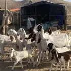 معز هولنديات صنف تم البيع تم البيع