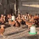 فروخ دجاج فرنسي