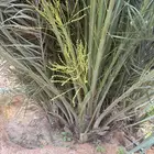 نخل مثمر للبيع مع التوصيل والغرس بالموقع