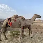 ناقه خلفه داخل عشار للبيع