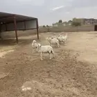 ضان دفيع غنم