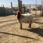 هرافى خرفان فل شحم