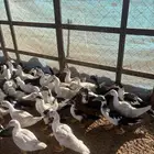 بط مسكوفي للييع