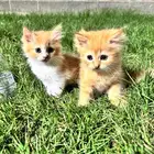 Persian kitten