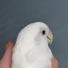 تم البيع